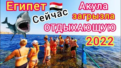 ЕГИПЕТ 🇪🇬 ЭКСТРЕННО❗️ Акула ЗАГРЫЗЛА отдыхающую в Египте на курорте Сахл  Хашиш! Акулы в Хургаде - YouTube