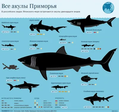 Какие есть меры предосторожности для защиты от акул и какие меры будут  предприняты властями? | Новости | Амурская область | SHAMORA.info