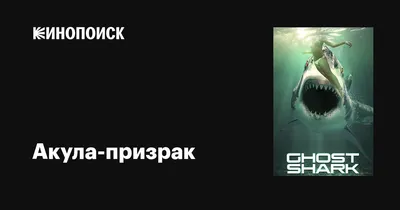 Слоновая акула-призрак: В Австралии фауна сходит с ума | Книга животных |  Дзен