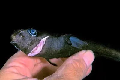 картинки : Позвоночный, Морская биология, Акула-реквием, Carcharhiniformes,  Глубоководная рыба, тигровая акула, Хрящевая рыба, Большая белая акула,  Lammoniformes 4928x3264 - - 1408247 - красивые картинки - PxHere