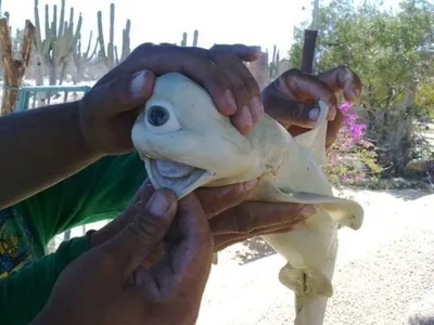 Cyclops shark appears to be the real thing