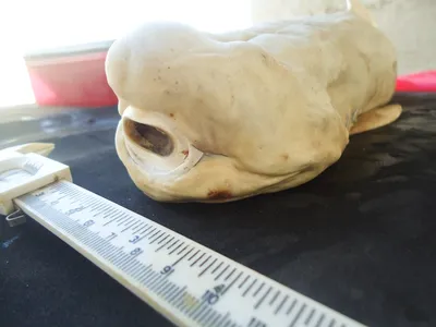 Pictures: Rare \"Cyclops\" Shark Found