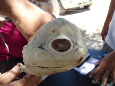 Pictures: Rare \"Cyclops\" Shark Found