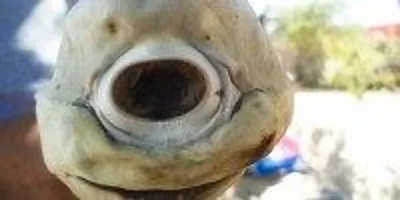 Cyclops shark' gives fisherman a one-eyed surprise