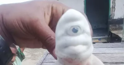 Cyclops' albino baby shark with one eye absolutely baffles fishermen -  Mirror Online