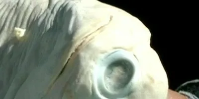 Albino Cyclops Shark Confirmed Authentic