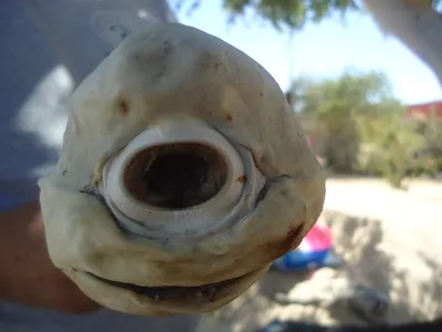 Cyclops of the Sea: Pictures of a One-Eyed Shark | Live Science