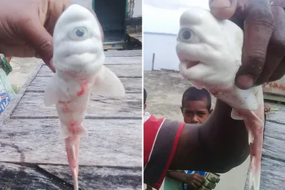 Mutant one-eyed 'cyclops' baby shark cut from mother's womb by stunned  fishermen in Indonesia | The Sun