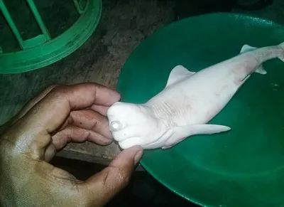 Albino Cyclops Shark | Tiny Zoo Wiki | Fandom