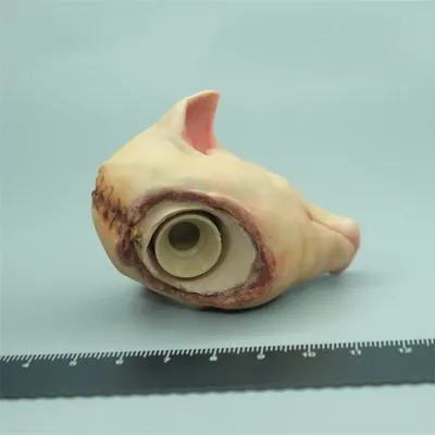 Rare two-headed shark embryo discovered in Spain | Sharks | Earth Touch News