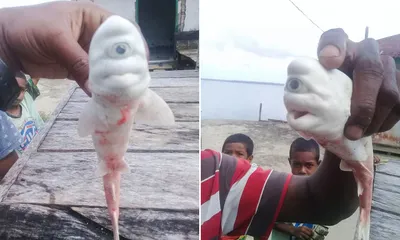 Cyclops baby albino shark shocks fishermen after they find it inside the  gut of an adult | Daily Mail Online