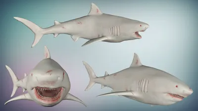 Two-Headed Sharks Keep Popping Up—No One Knows Why