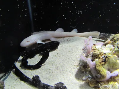 Cyclops Shark is Real: 5 Other Creepy Sea Creatures [PHOTOS] | IBTimes