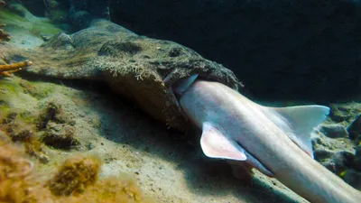 Pacific nurse shark - Encyclopedia of Life