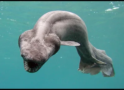 Cyclops Shark: Scientists Confirm That Discovery Of One-Eyed, Albino Animal  Is Legit (VIDEO) | HuffPost Impact