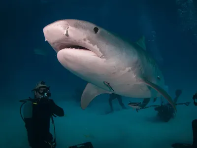 У острова Реюньон акула, предположительно, съела британского туриста - РИА  Новости, 07.11.2019