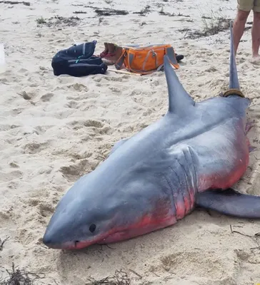 Акула красного цвета шокировала ученых – фото - 26.08.2018, Sputnik  Казахстан