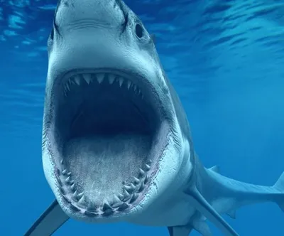 Какая самая большая акула в мире? - Телеграф