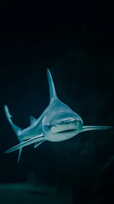 Обои рыба, акула, морская биология, вода, большая белая акула на телефон  Android, 1080x1920 картинки и фото бесплатно