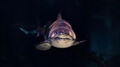 Восьмилетний палеонтолог-любитель нашел гигантский зуб доисторической акулы  - фото - 24.08.2022, Sputnik Армения