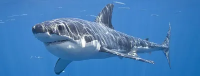 Акула убила юную серфингистку у берегов Австралии — Мир — tsn.ua