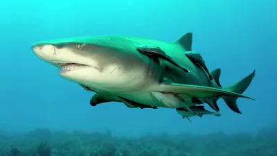В Хургаде на туристку напала акула - РИА Новости, 02.07.2022