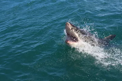 В ЮАР белая акула напала на женщину и растерзала ее — Russian Traveler