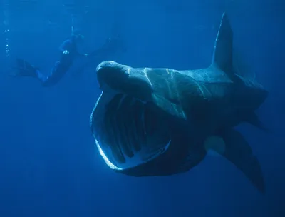 Исполинская акула: Вторая по величине акула в мире. Через её бездонную  пасть фильтруется 1,5 тонны воды в час! | Книга животных | Дзен
