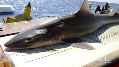 Акула в Одессе — на пляже Лузановка нашли акулу | Новини.live