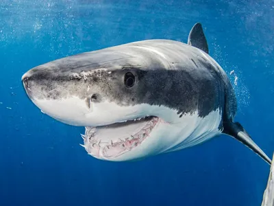 На курорте Франции акула загрызла туриста на глазах отдыхающих | СТАРХИТ |  STARHIT | Дзен