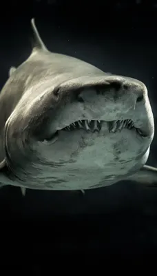 Нападение акулы — в Новой Зеландии хищница загрызла человека — Мир — tsn.ua