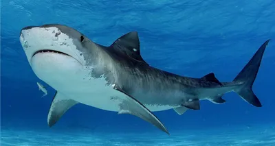 Желудок акулы: зачем они его выплевывают, видео и фото