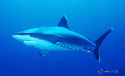 Акули в Червоному морі: Carcharhinus albimarginatus або срібнопера акула