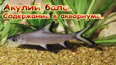 АКУЛИЙ БАЛУ - Balantiocheilos melanopterus