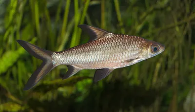 Акулий бала (Balantiocheilos melanopterus) / Купить, Цена | KOI - Интернет  магазин