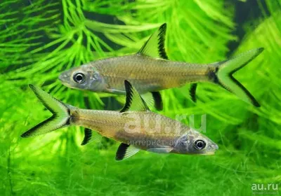 Акулий балу (Balantiocheilos melanopterus) - 7,5-8см L-2019-10-650 купить  оптом и в розницу ≡ Labeo ᐈ labeo.com.ua ⋆ Спешите купить!