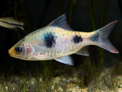 Акулий балу (Balantiocheilos melanopterus): описание, содержание и уход,  разведение, подвиды, фото