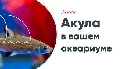 Барбус акулий – содержание, разведение, совместимость с другими