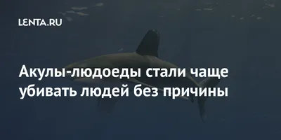 Акулы-людоеды стали чаще убивать без причины | Latvijas ziņas - Новости  Латвии