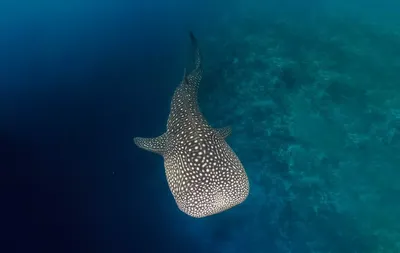 Какие акулы водятся на Мальдивах