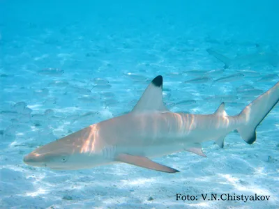 Чернопёрая рифовая акула (Carcharhinus melanopterus)