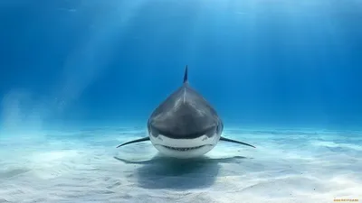 обои для рабочего стола,акула wallpaper shark