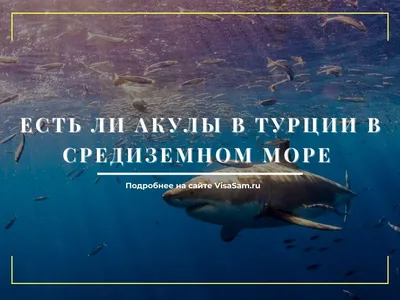 Есть ли в Черном море акулы?