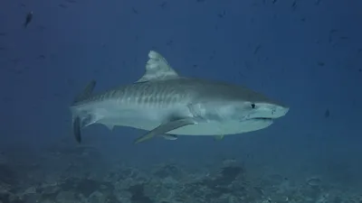 Самые опасные убийцы планеты. Угадай на каком месте акулы- DIVERS