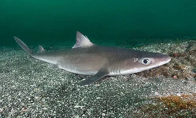 Акулы в Азовском море: водятся ли здесь акулы и откуда эти слухи? | Пикабу