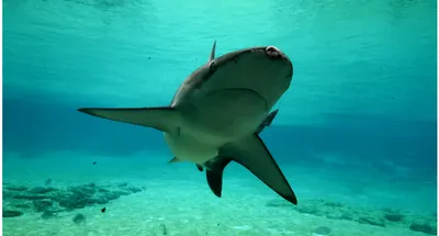 Кого нужно бояться в Черном море - Какие в Черном море водятся акулы, -  Главред