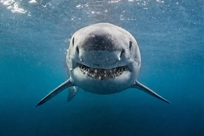Большие белые акулы умеют «дружить» — Городские вести