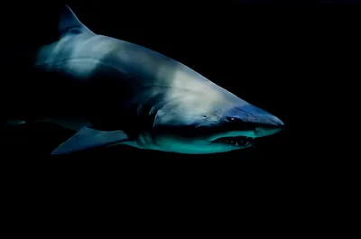 В Аргентине останки пропавшего мужчины нашли в желудке акулы — Russian  Traveler