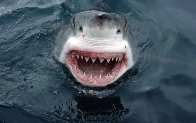 Картинка Улыбка белой акулы » Акулы » Рыба » Животные » Картинки 24 -  скачать картинки бесплатно
