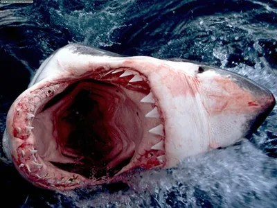 В 2015 году акулы установили рекорд по нападениям на людей — Naked Science